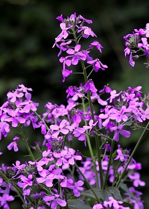 profileimage: hesperis_matronalis.jpg